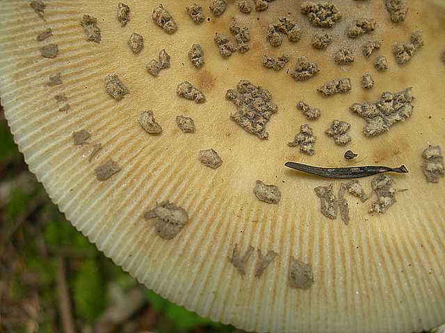 Funghi di frontiera